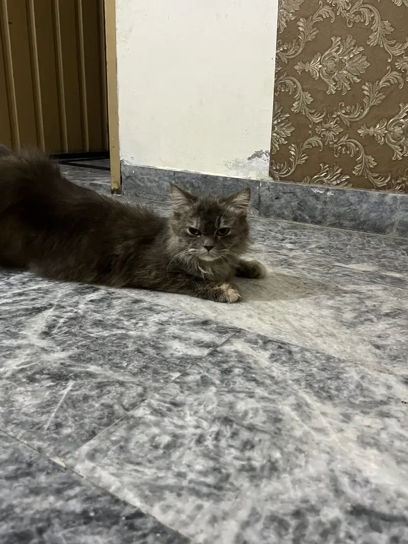 Good health, good cat anyone interested? — photo 3