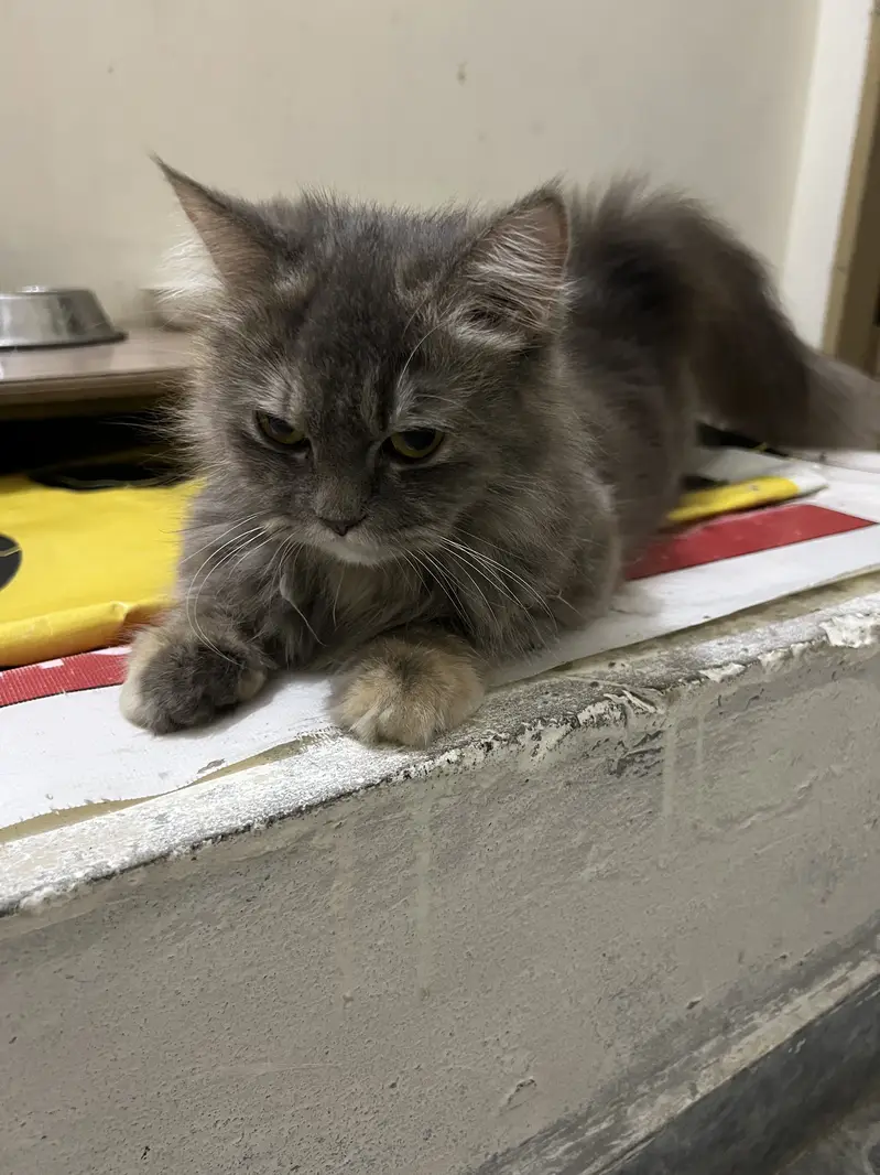 Good health, good cat anyone interested? — photo 4