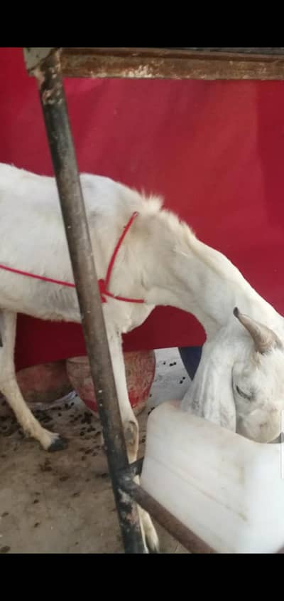 2 bakri 4 teeth read description carefully