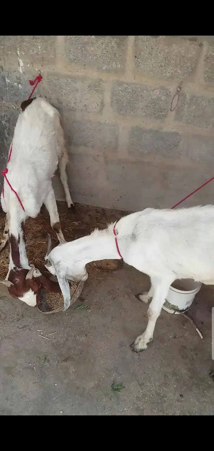 2 bakri 4 teeth read description carefully — photo 2