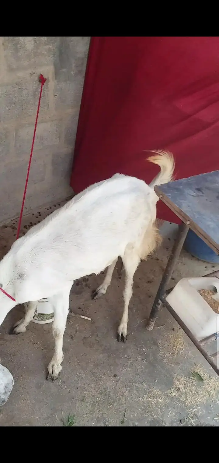 2 bakri 4 teeth read description carefully — photo 3