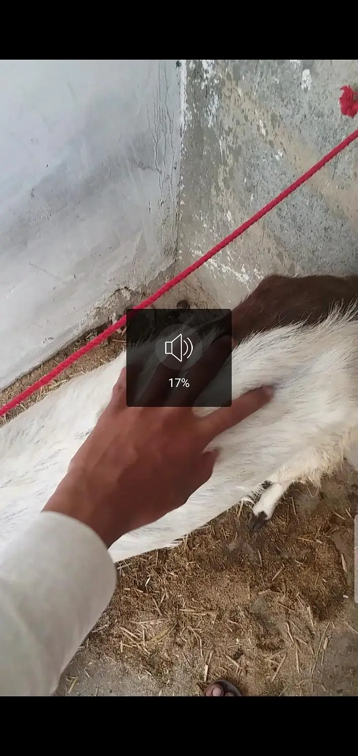 2 bakri 4 teeth read description carefully — photo 6