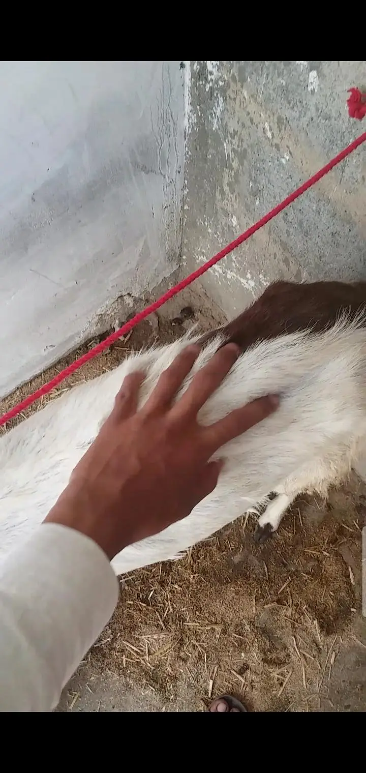 2 bakri 4 teeth read description carefully — photo 7