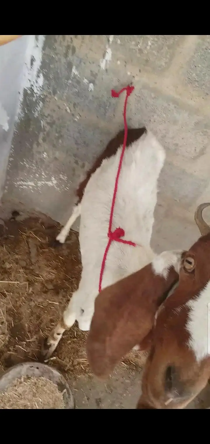 2 bakri 4 teeth read description carefully — photo 9