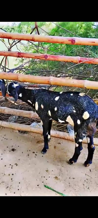 Top Quality Gaban Bakri for sale