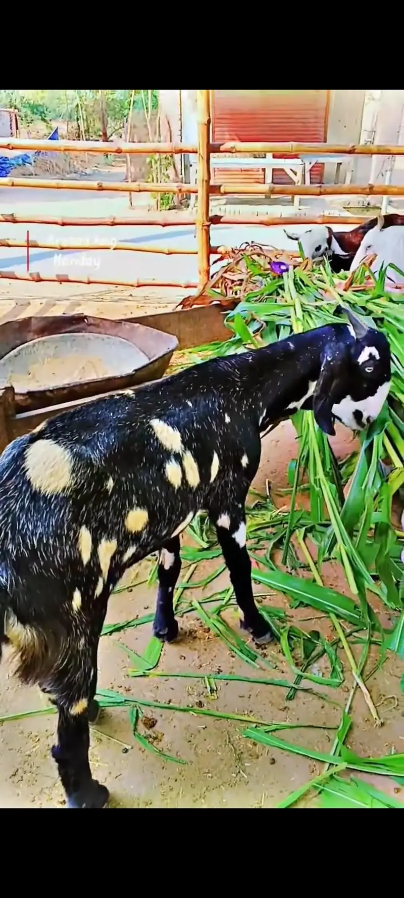 Top Quality Gaban Bakri for sale — photo 2