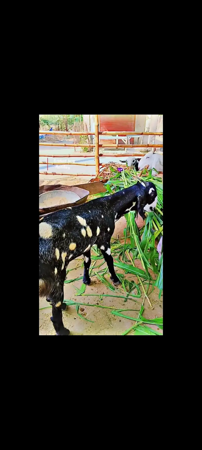 Top Quality Gaban Bakri for sale — photo 3