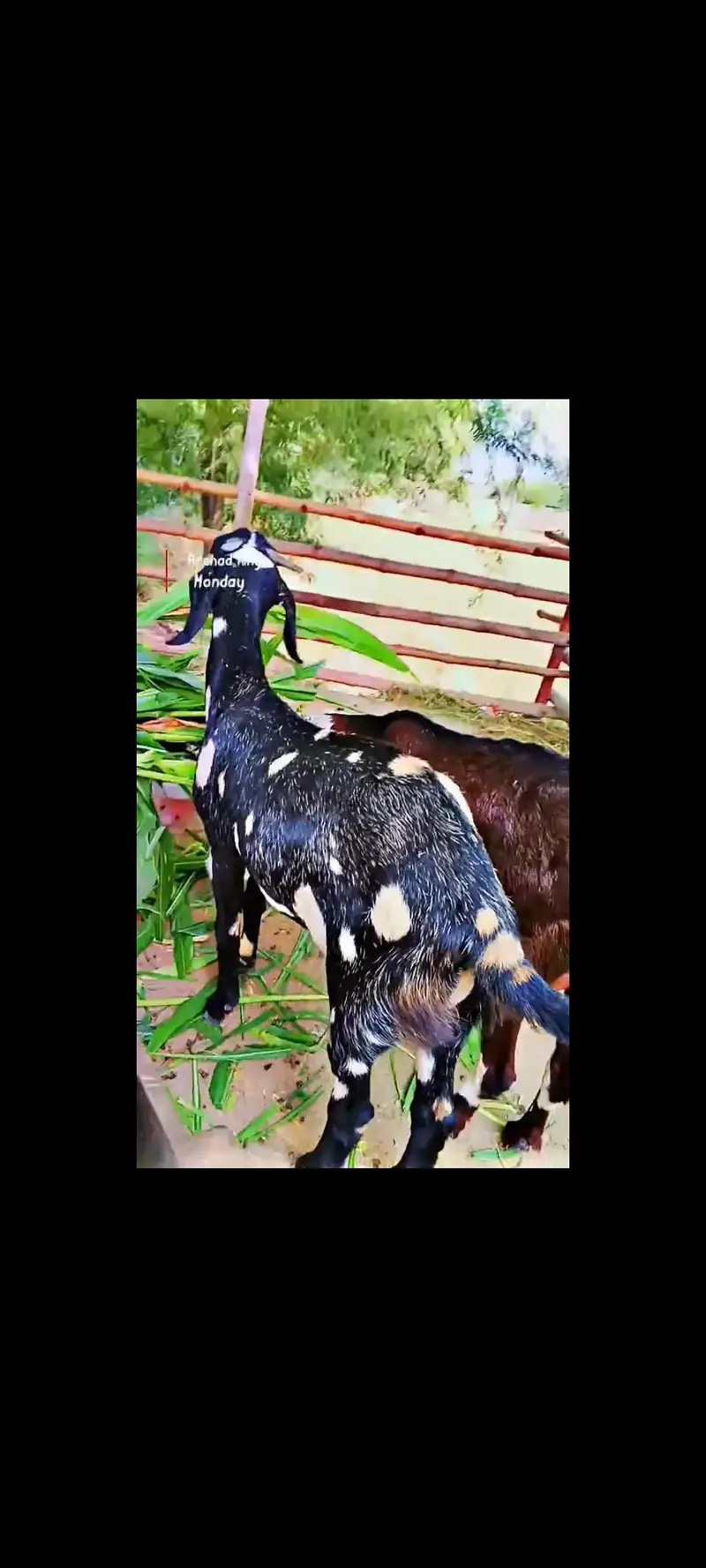 Top Quality Gaban Bakri for sale — photo 4
