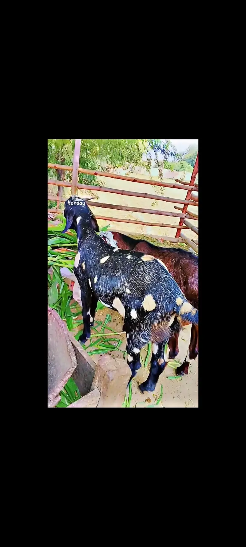 Top Quality Gaban Bakri for sale — photo 5