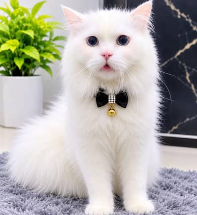 white Persian Male Breeder Cat