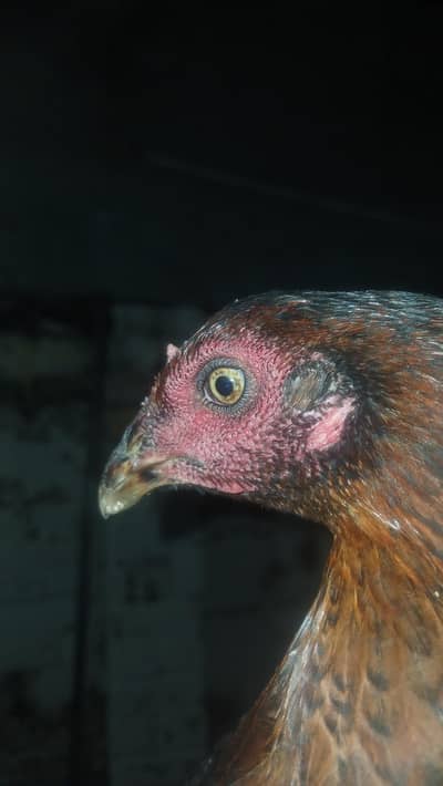 Aseel