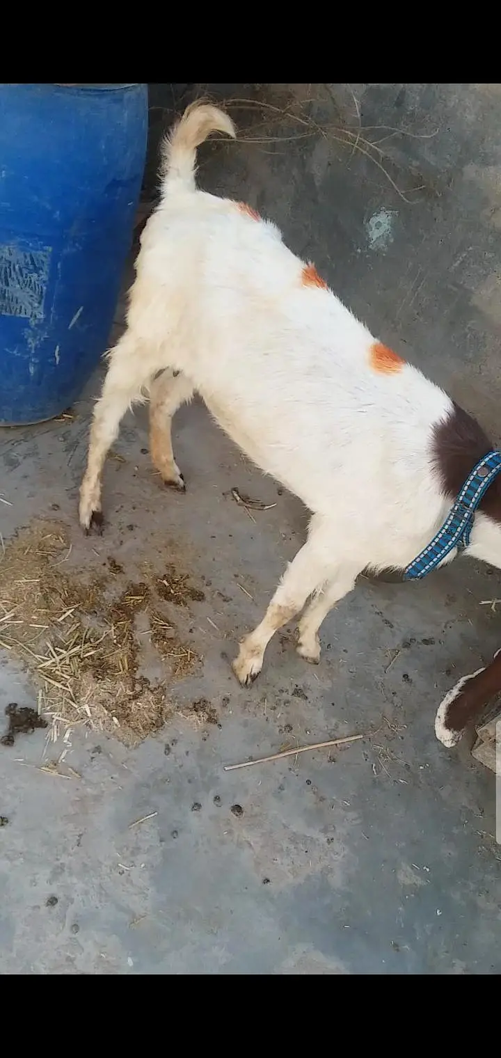 kamori Bakri 6 dant — photo 2