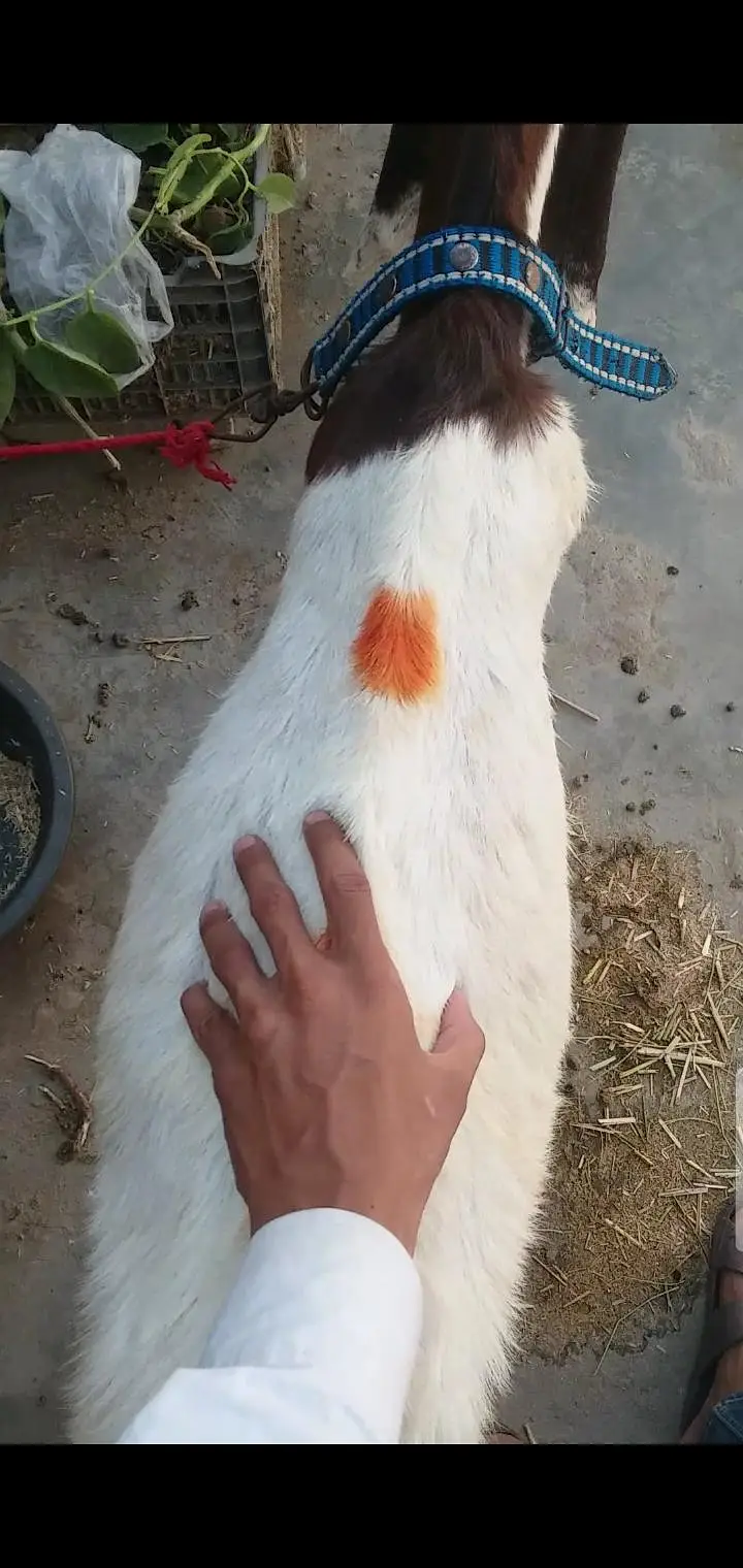 kamori Bakri 6 dant — photo 3