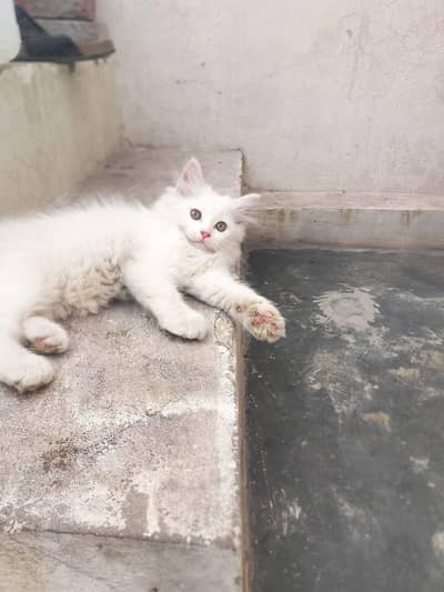 2 persion female White kittens available healthy and active