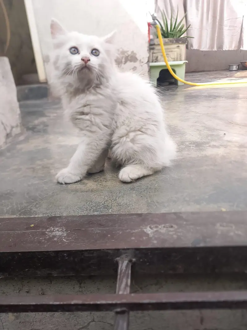 2 persion female White kittens available healthy and active — photo 2