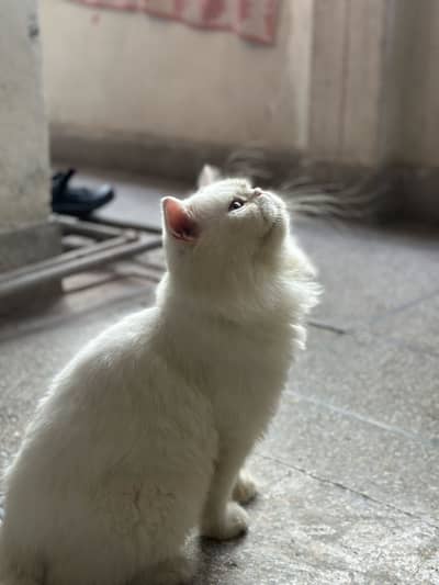 Male Cat