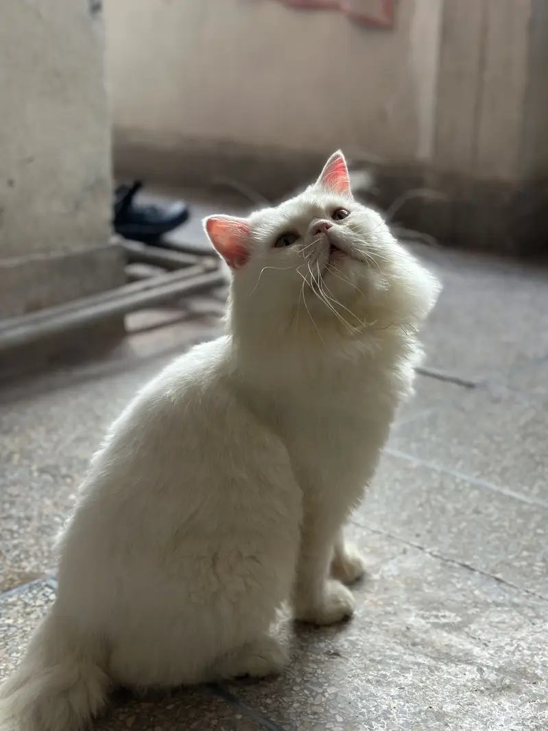 Male Cat — photo 2