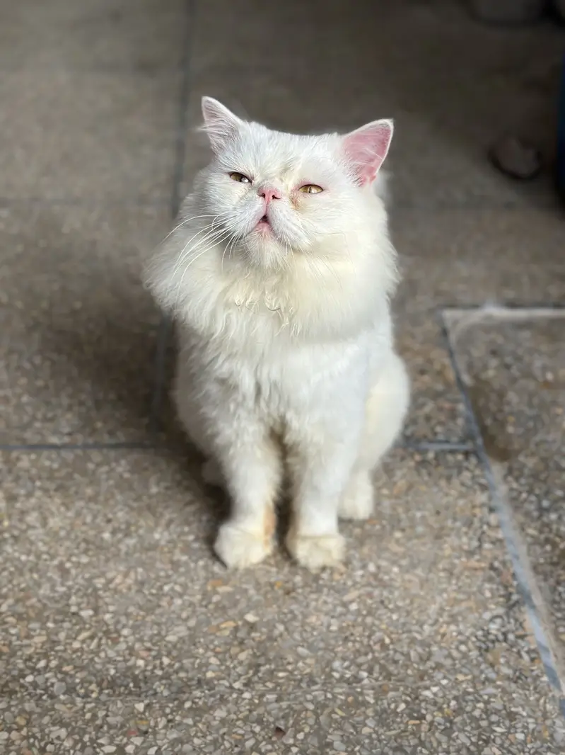 Male Cat — photo 3