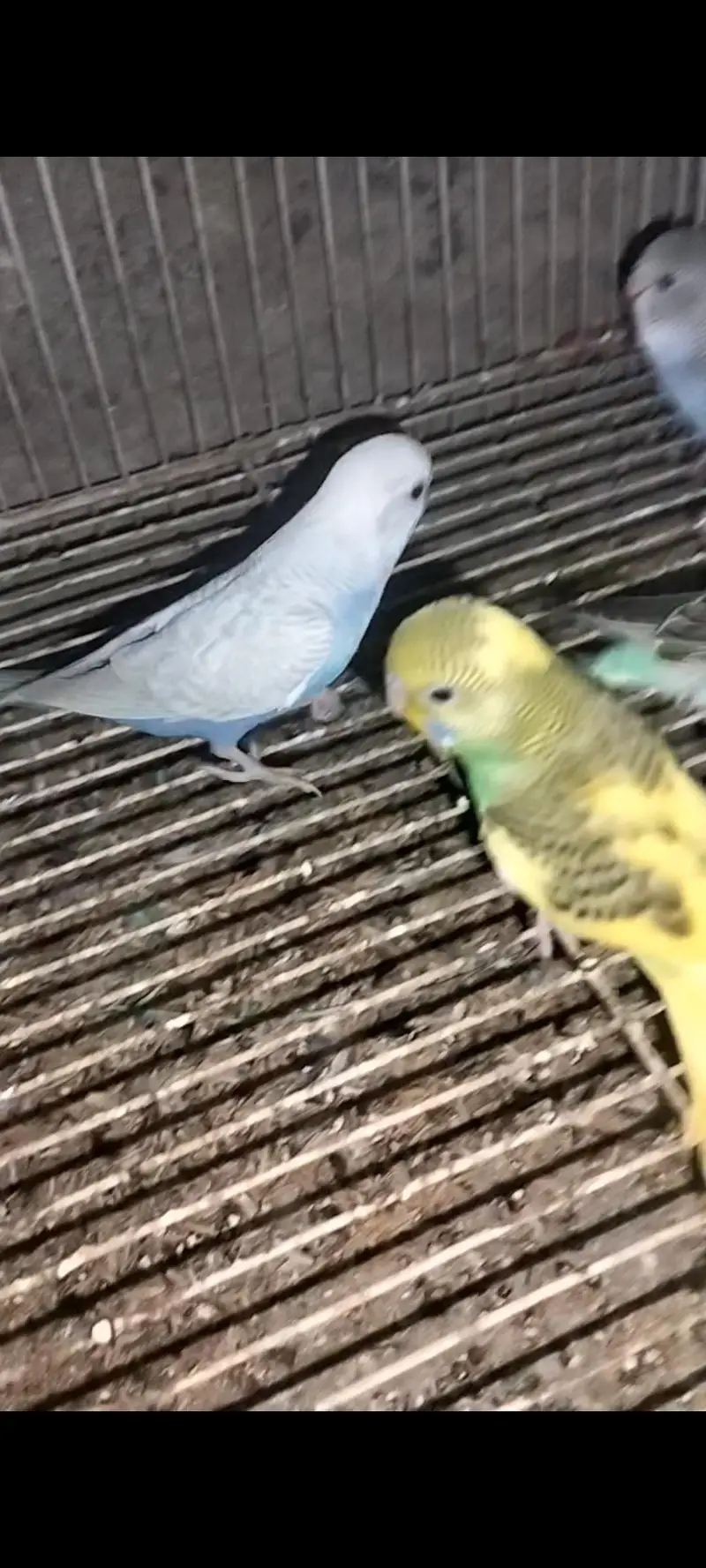 Mashallah active and healthy pairs — photo 4