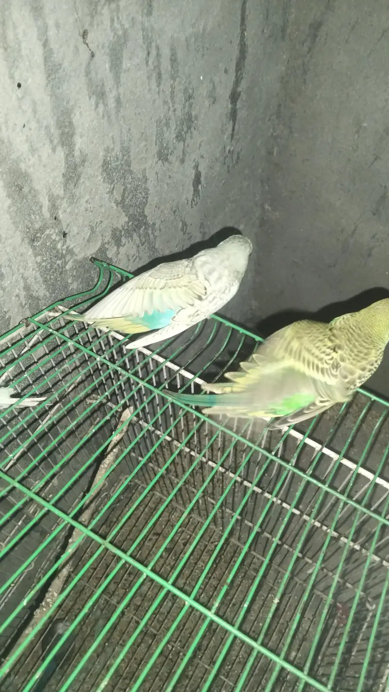 Mashallah active and healthy pairs — photo 5