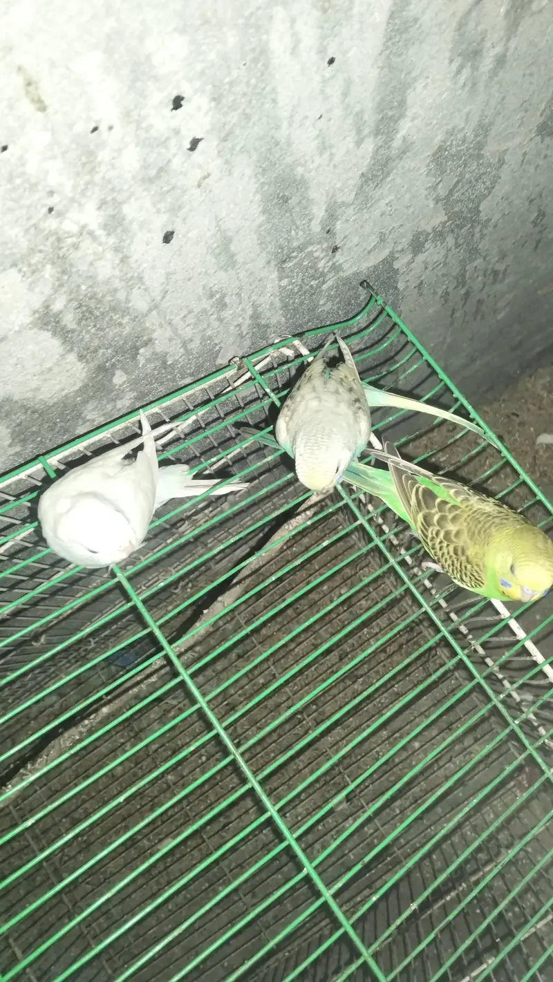 Mashallah active and healthy pairs — photo 6