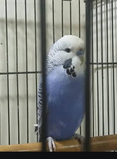 Australian parrot under exhibition king size