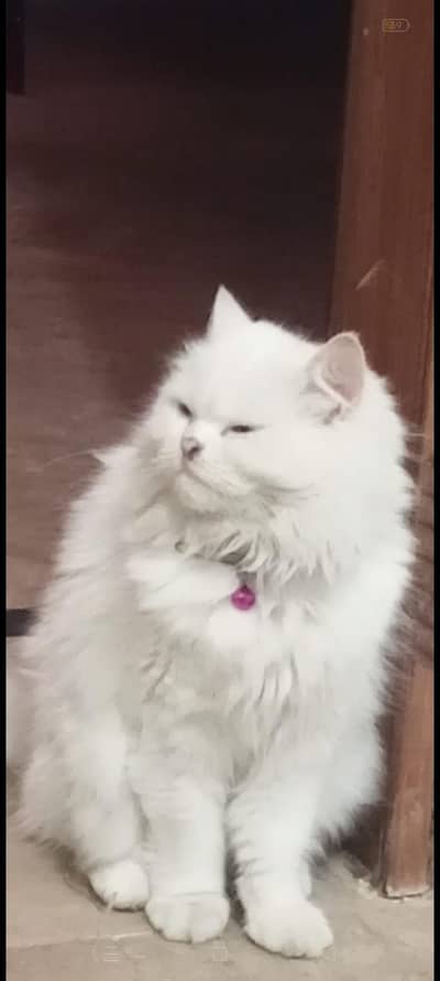 female cat urgent for sale