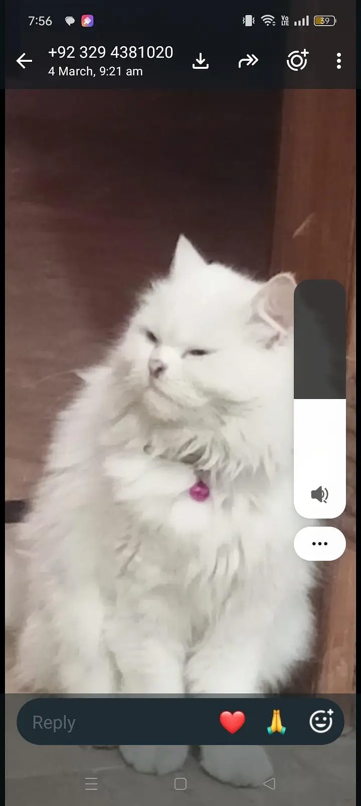 female cat urgent for sale — photo 2