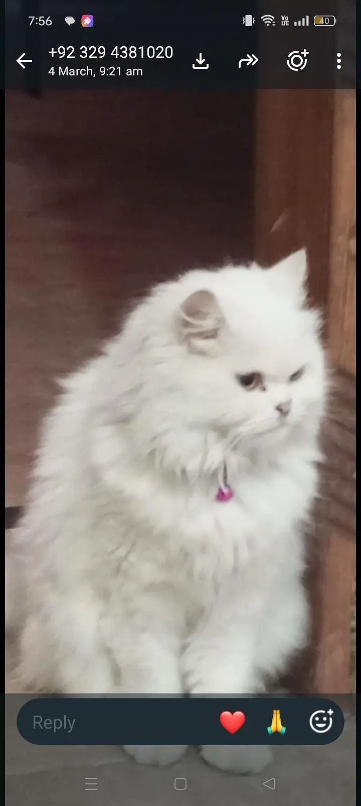female cat urgent for sale — photo 3