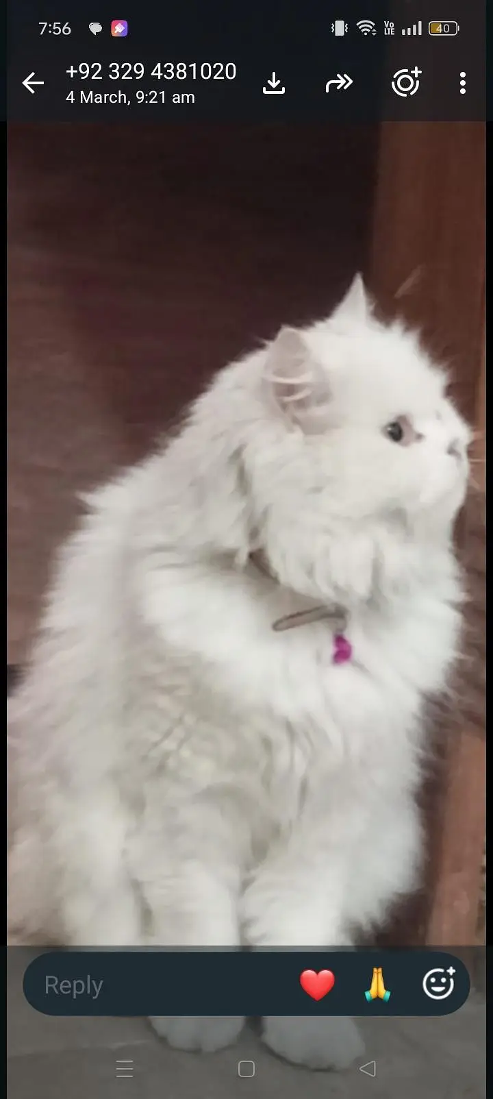 female cat urgent for sale — photo 4