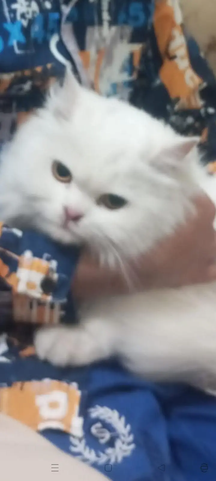 female cat urgent for sale — photo 5
