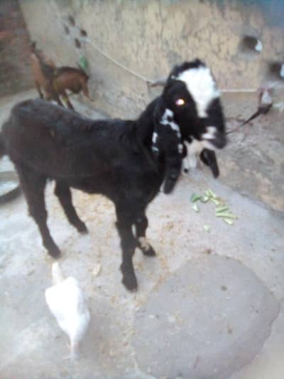 for sale beetle bakra 0301_5227413