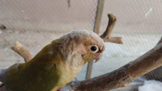 pineappleconure , greenchickconure, lovebird , lotion , fisher ,