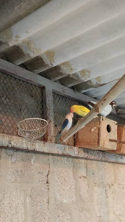 , lovebird , lotion . albino , parblue , etc