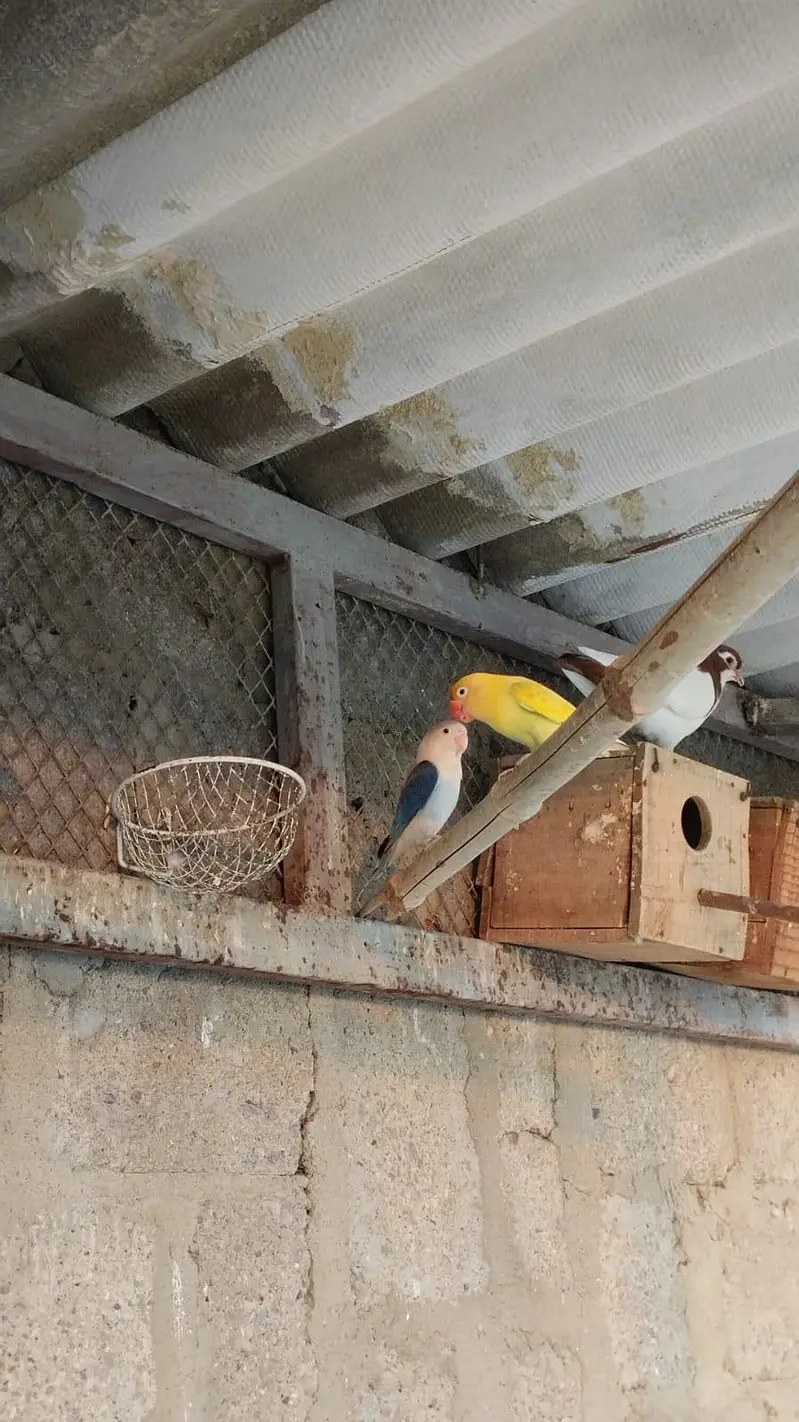 pineappleconure , greenchickconure, lovebird , lotion , fisher , — photo 2