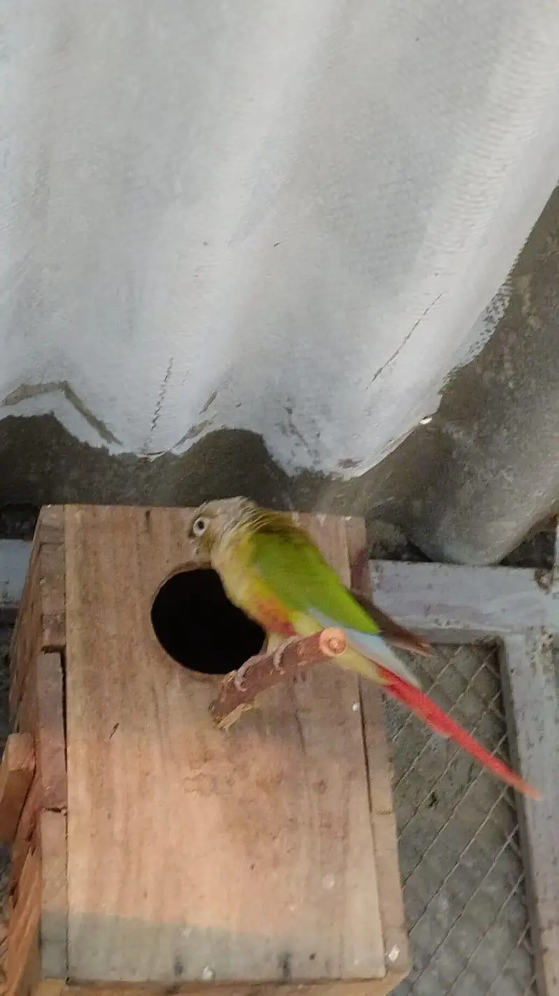pineappleconure , greenchickconure, lovebird , lotion , fisher , — photo 3