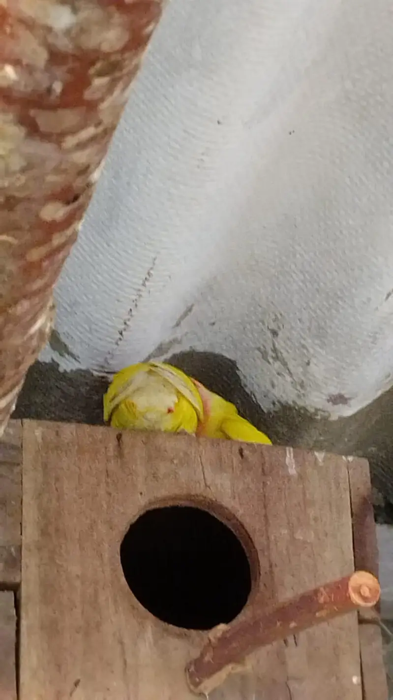 pineappleconure , greenchickconure, lovebird , lotion , fisher , — photo 4