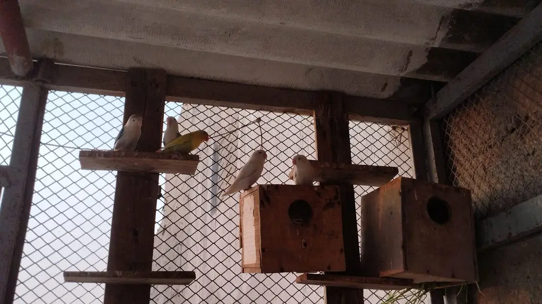 pineappleconure , greenchickconure, lovebird , lotion , fisher , — photo 5