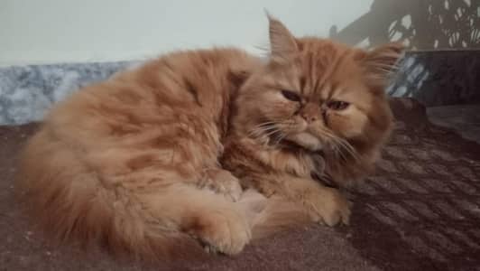 punch face male for sale