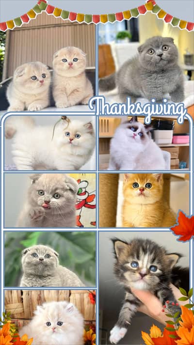 Persian kittens Maincoon ragdoll Scottish fold cats