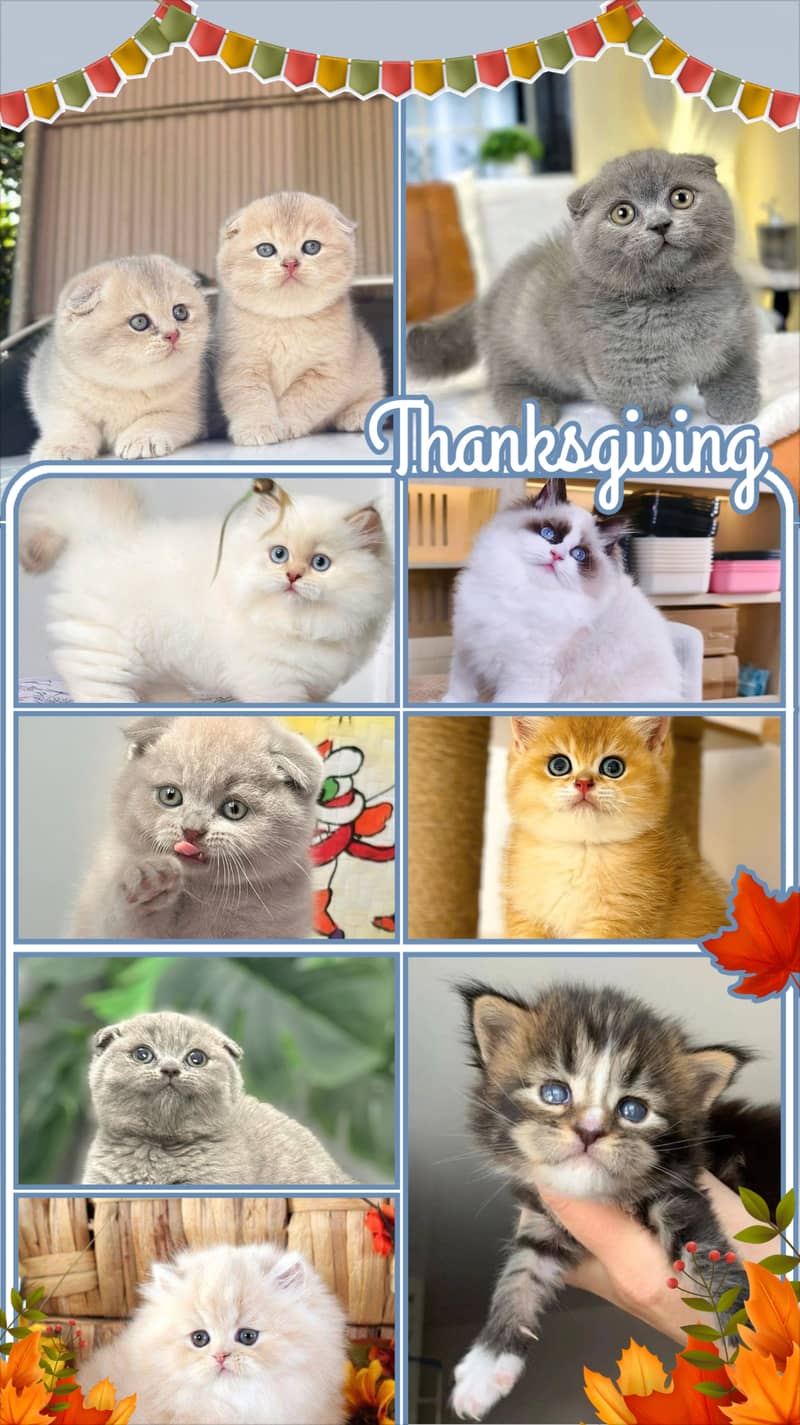 Persian kittens Maincoon ragdoll Scottish fold cats - Cats - 1120763491