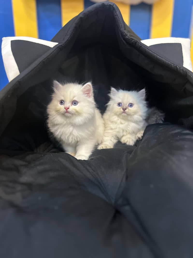 Persian kittens Maincoon ragdoll Scottish fold cats - Cats - 1120763491
