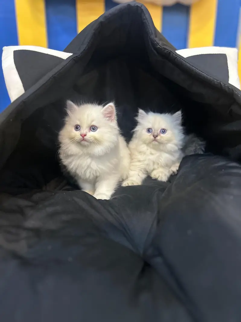 Persian kittens Maincoon ragdoll Scottish fold cats — photo 2