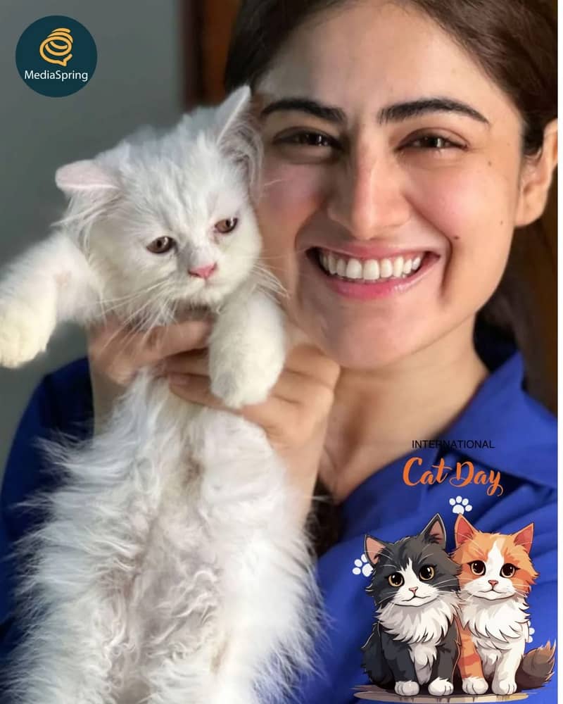 Persian kittens Maincoon ragdoll Scottish fold cats - Cats - 1120763491