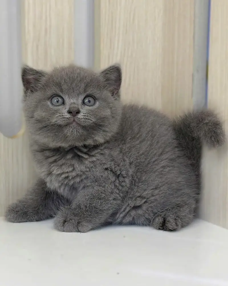 Persian kittens Maincoon ragdoll Scottish fold cats — photo 4