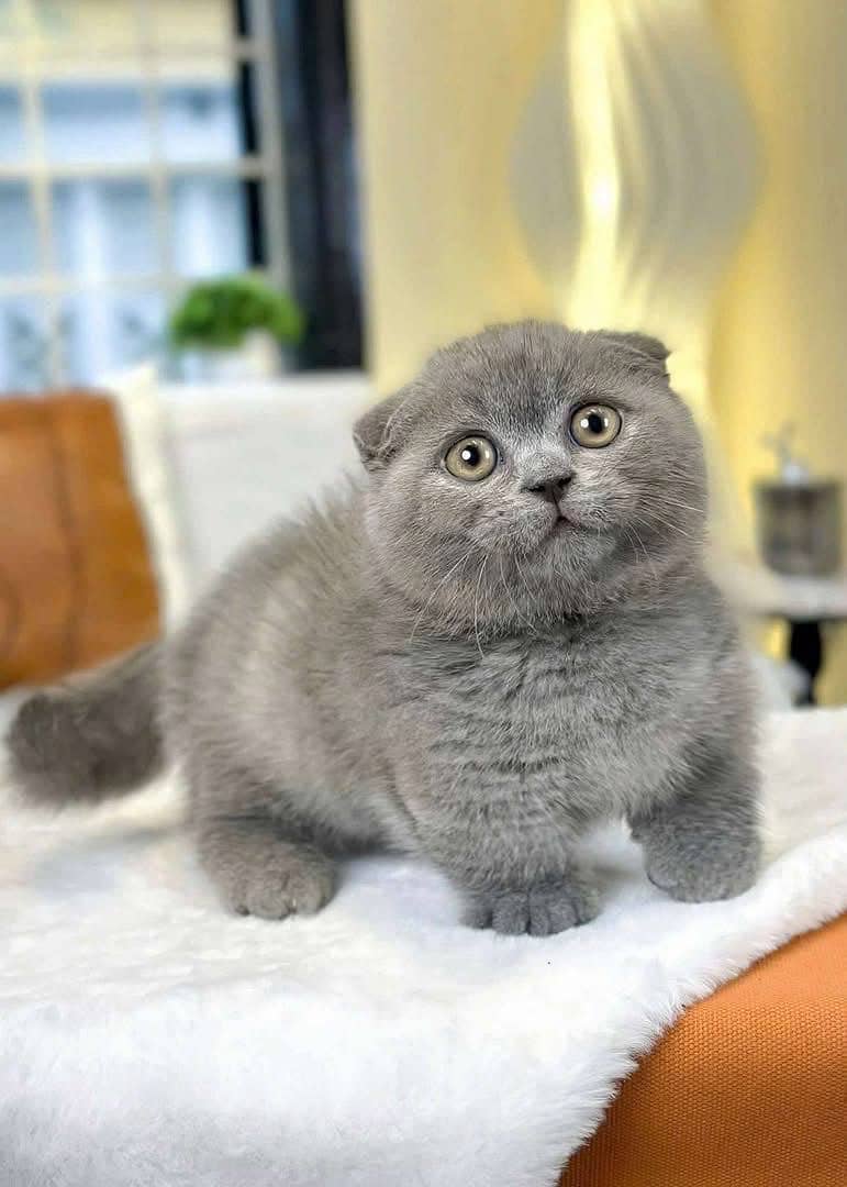 Persian kittens Maincoon ragdoll Scottish fold cats - Cats - 1120763491