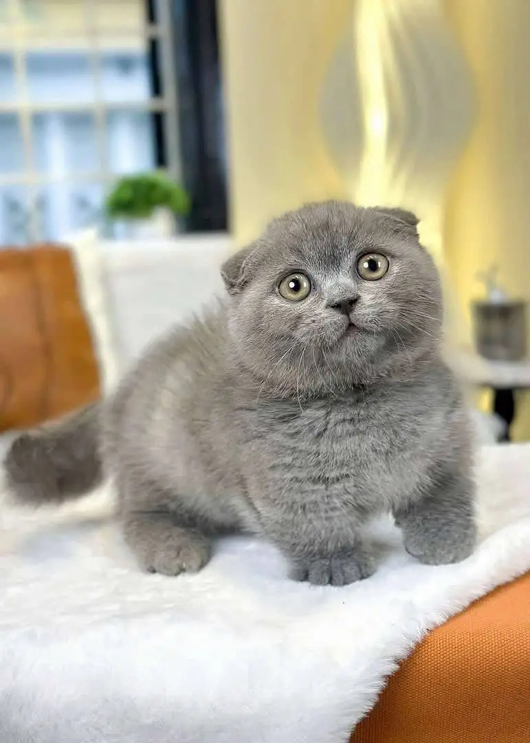 Persian kittens Maincoon ragdoll Scottish fold cats — photo 5