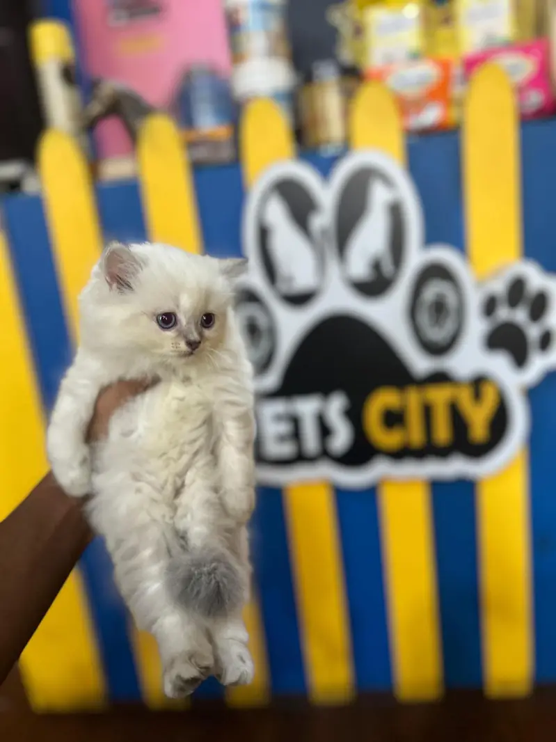 Persian kittens Maincoon ragdoll Scottish fold cats — photo 7