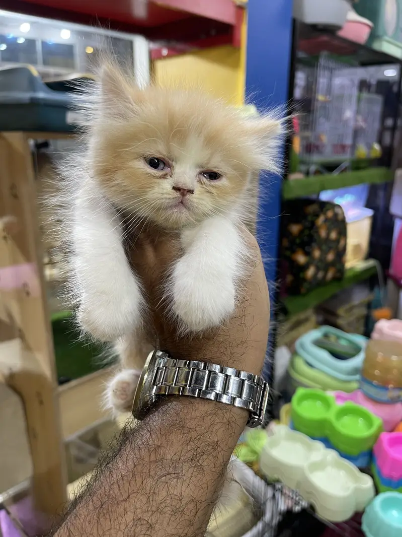 Persian kittens Maincoon ragdoll Scottish fold cats — photo 8