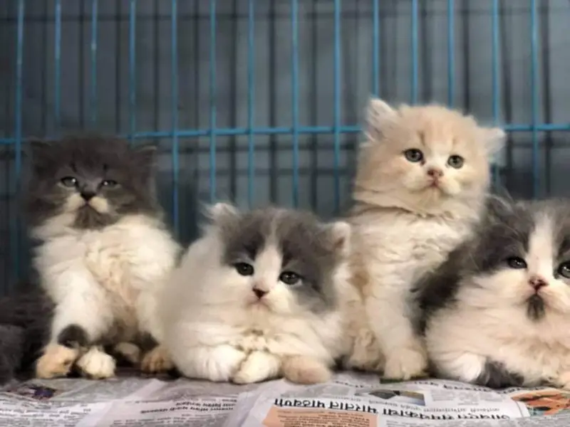 Persian kittens Maincoon ragdoll Scottish fold cats — photo 12